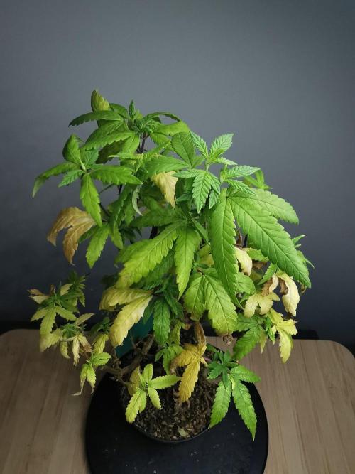 Frappe Late Z  3 / FC-E4800 /90x60x140. Week 22