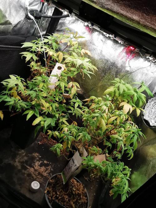Frappe Late Z  3 / FC-E4800 /90x60x140. Week 22