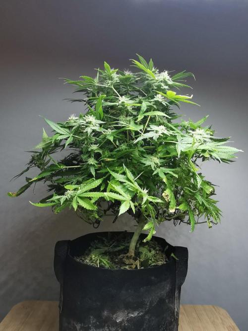 Frappe Late Z  1 / FC-E4800 / 90x60x140. Week 23