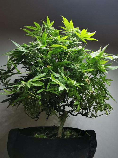 Frappe Late Z  1 / FC-E4800 / 90x60x140. Week 23
