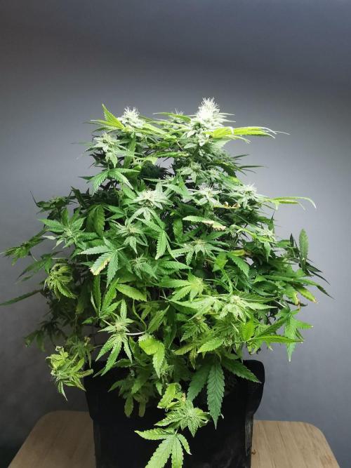 Frappe Late Z  1 / FC-E4800 / 90x60x140. Week 23