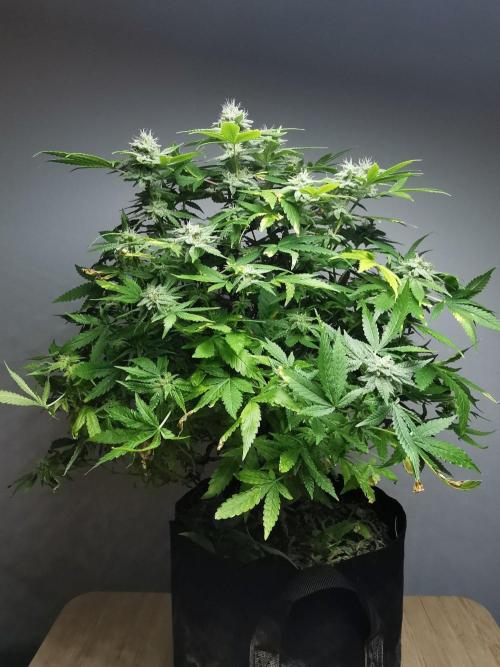 Frappe Late Z  1 / FC-E4800 / 90x60x140. Week 23