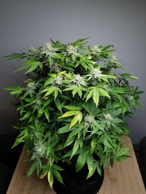 Frappe Late Z  1 / FC-E4800 / 90x60x140. Week 23