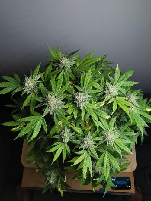Frappe Late Z  1 / FC-E4800 / 90x60x140. Week 23