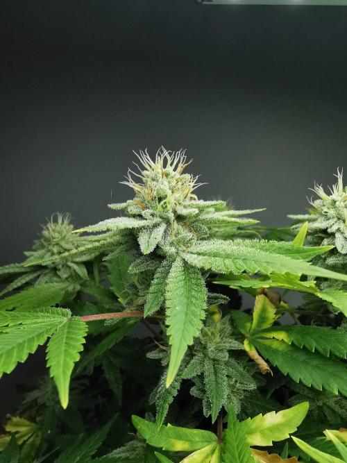 Frappe Late Z  1 / FC-E4800 / 90x60x140. Week 23