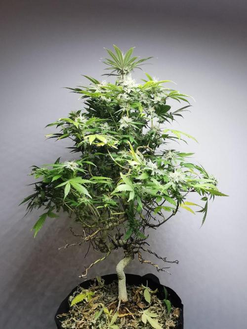 Frappe Late Z  2 / FC-E4800 / 90x60x140. Week 22