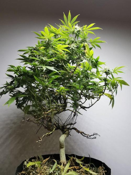 Frappe Late Z  2 / FC-E4800 / 90x60x140. Week 22