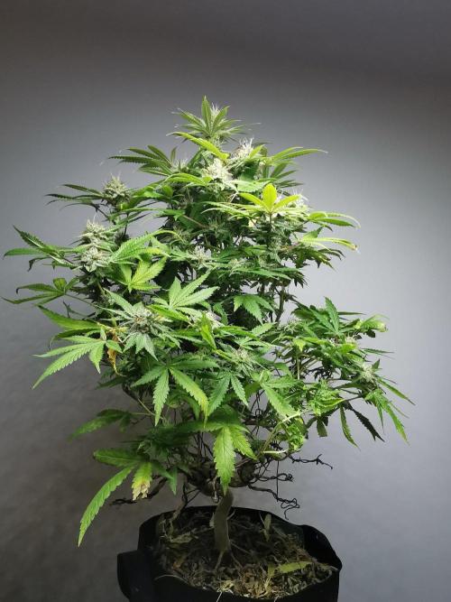 Frappe Late Z  2 / FC-E4800 / 90x60x140. Week 22