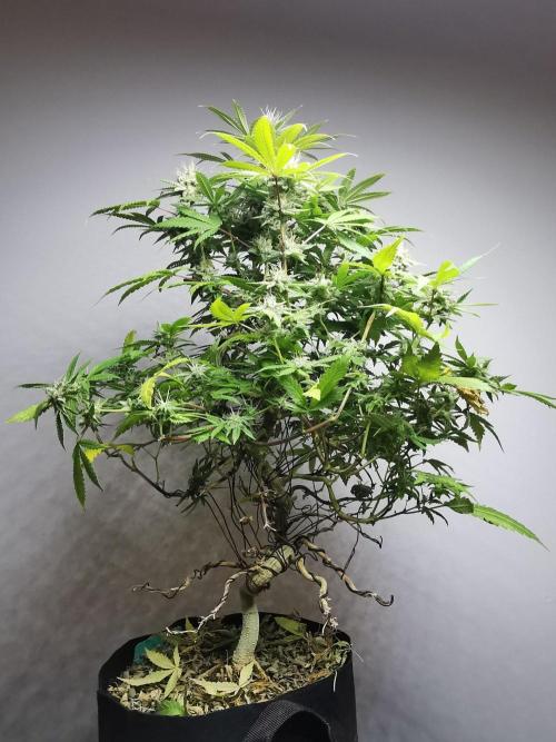 Frappe Late Z  2 / FC-E4800 / 90x60x140. Week 22