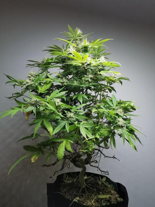 Frappe Late Z  2 / FC-E4800 / 90x60x140. Week 22