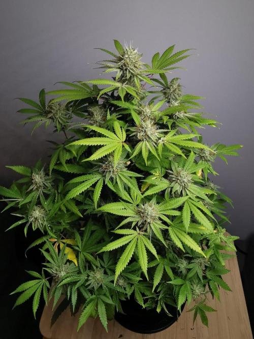 Frappe Late Z  2 / FC-E4800 / 90x60x140. Week 22