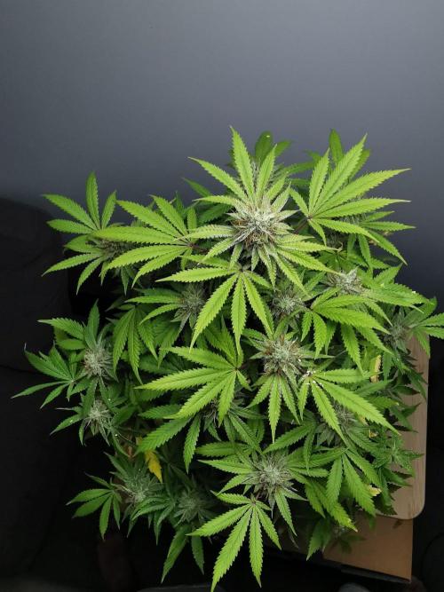 Frappe Late Z  2 / FC-E4800 / 90x60x140. Week 22