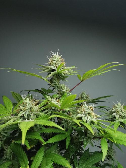 Frappe Late Z  2 / FC-E4800 / 90x60x140. Week 22