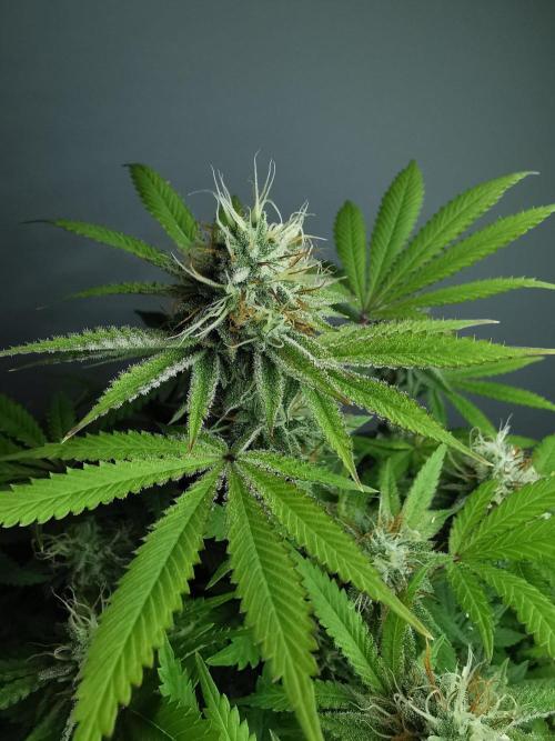 Frappe Late Z  2 / FC-E4800 / 90x60x140. Week 22