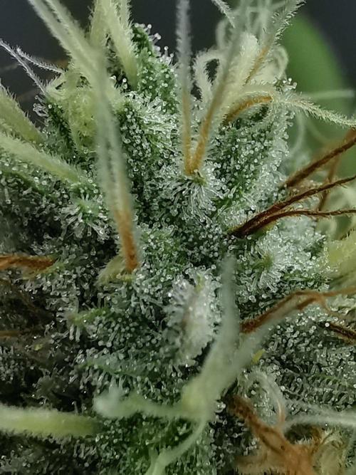 Frappe Late Z  2 / FC-E4800 / 90x60x140. Week 22