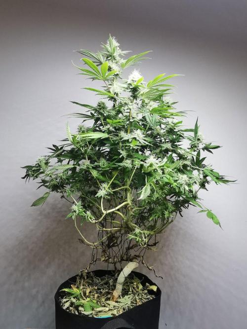 Frappe Late Z  4 / FC-E4800 / 90x60x140. Week 22