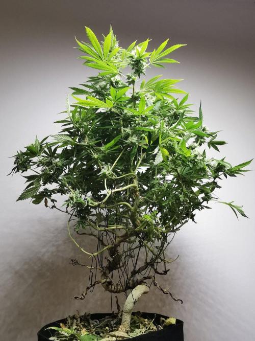Frappe Late Z  4 / FC-E4800 / 90x60x140. Week 22
