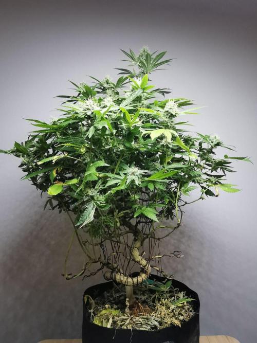 Frappe Late Z  4 / FC-E4800 / 90x60x140. Week 22