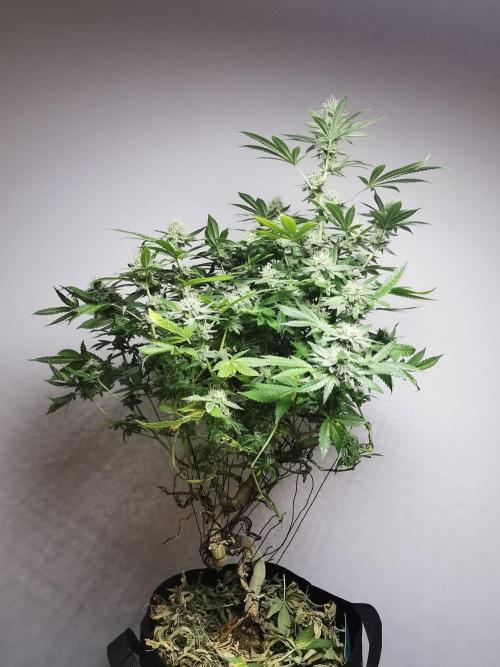 Frappe Late Z  4 / FC-E4800 / 90x60x140. Week 22