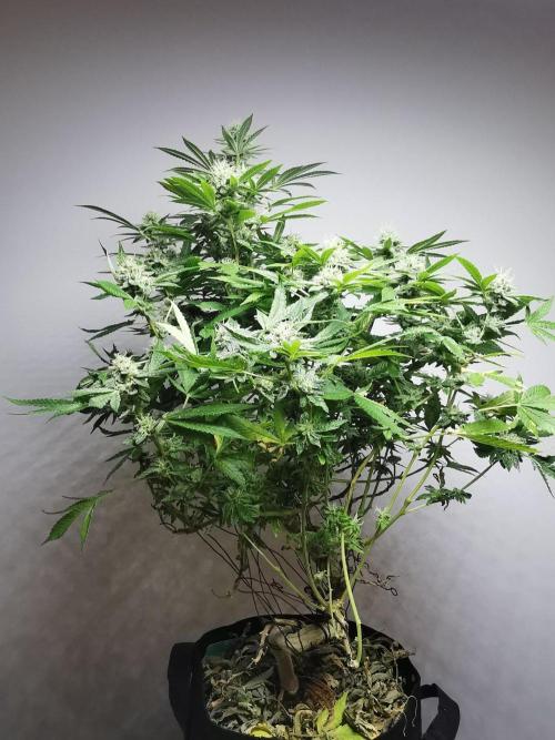 Frappe Late Z  4 / FC-E4800 / 90x60x140. Week 22