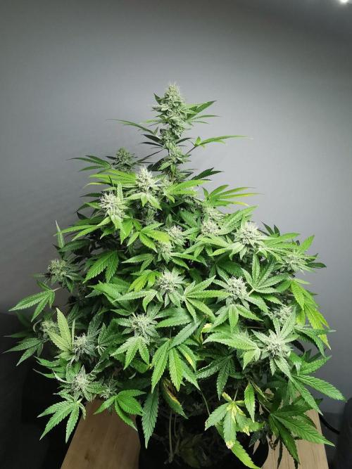 Frappe Late Z  4 / FC-E4800 / 90x60x140. Week 22