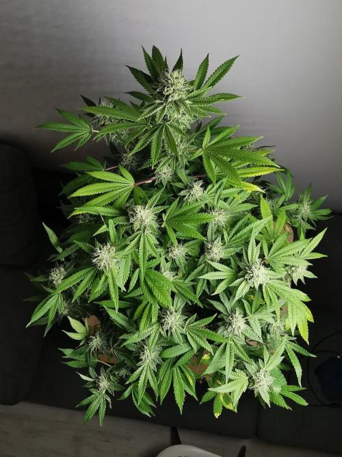 Frappe Late Z  4 / FC-E4800 / 90x60x140. Week 22