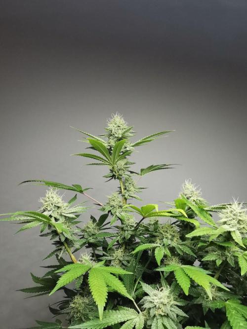 Frappe Late Z  4 / FC-E4800 / 90x60x140. Week 22