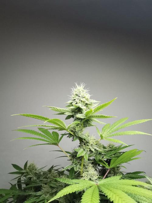 Frappe Late Z  4 / FC-E4800 / 90x60x140. Week 22