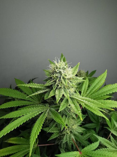 Frappe Late Z  4 / FC-E4800 / 90x60x140. Week 22