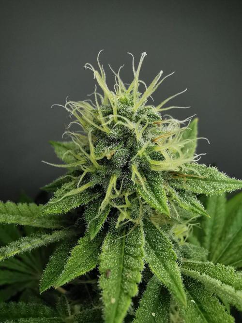 Frappe Late Z  4 / FC-E4800 / 90x60x140. Week 22