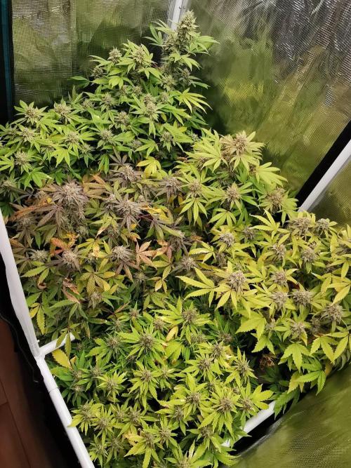 Tropical Spritzer 1 /FC-E4800 /90x60x140. Week 23