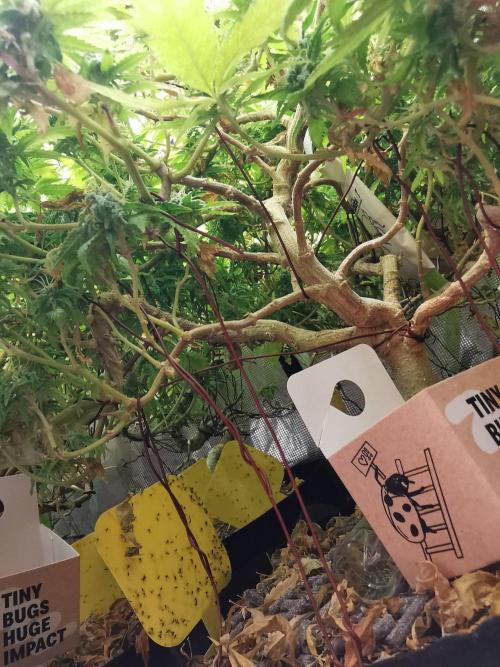 Meteor Marker 1 / FC-E4800 / 90x60x140. Week 23