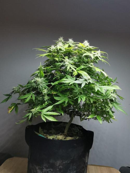 Frappe Late Z  1 / FC-E4800 / 90x60x140. Week 24