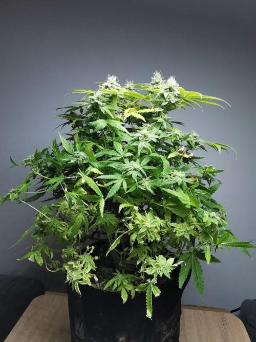 Frappe Late Z  1 / FC-E4800 / 90x60x140. Week 24