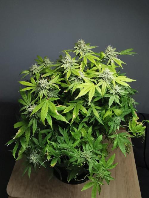 Frappe Late Z  1 / FC-E4800 / 90x60x140. Week 24