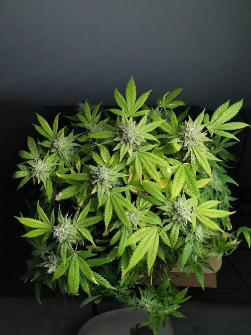 Frappe Late Z  1 / FC-E4800 / 90x60x140. Week 24