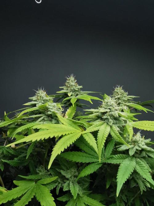 Frappe Late Z  1 / FC-E4800 / 90x60x140. Week 24