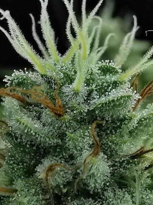 Frappe Late Z  1 / FC-E4800 / 90x60x140. Week 24