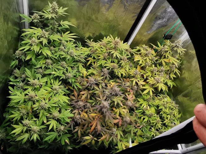 Frappe Late Z  1 / FC-E4800 / 90x60x140. Week 24