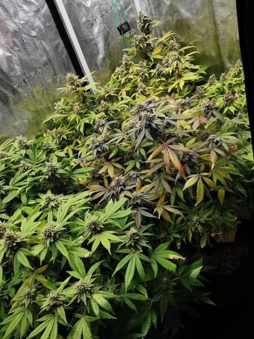 Frappe Late Z  1 / FC-E4800 / 90x60x140. Week 24