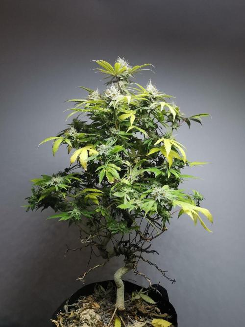 Frappe Late Z  2 / FC-E4800 / 90x60x140. Week 23