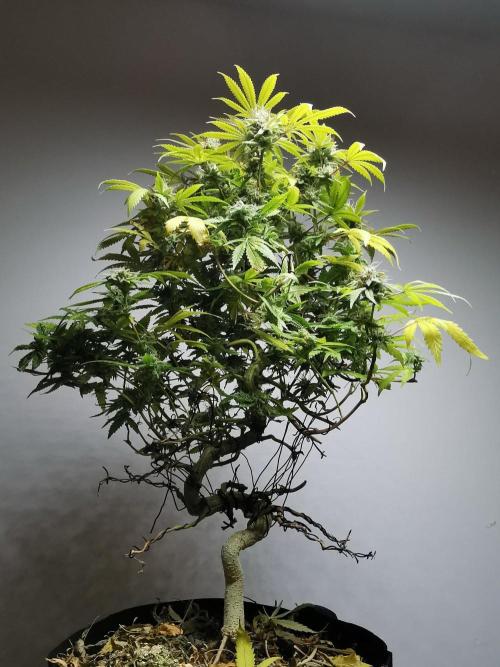 Frappe Late Z  2 / FC-E4800 / 90x60x140. Week 23