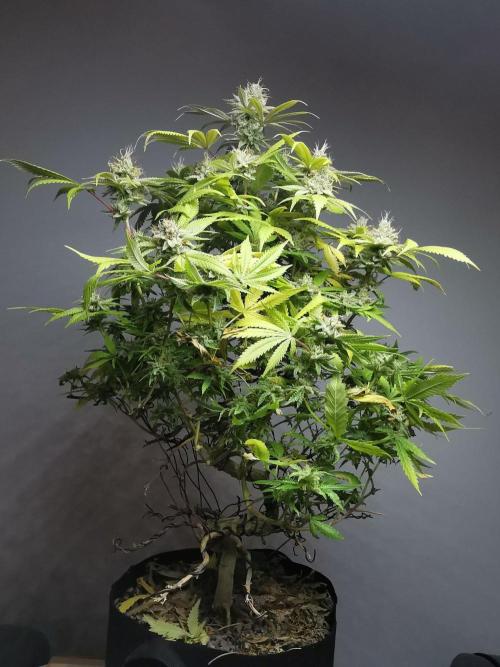 Frappe Late Z  2 / FC-E4800 / 90x60x140. Week 23