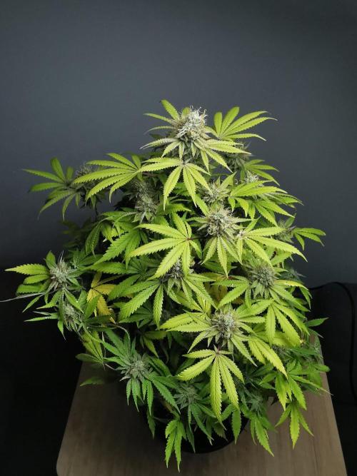 Frappe Late Z  2 / FC-E4800 / 90x60x140. Week 23
