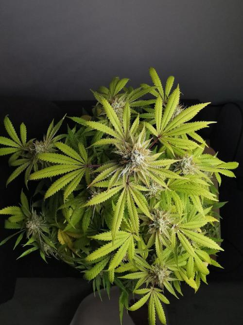 Frappe Late Z  2 / FC-E4800 / 90x60x140. Week 23