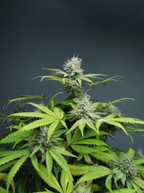 Frappe Late Z  2 / FC-E4800 / 90x60x140. Week 23