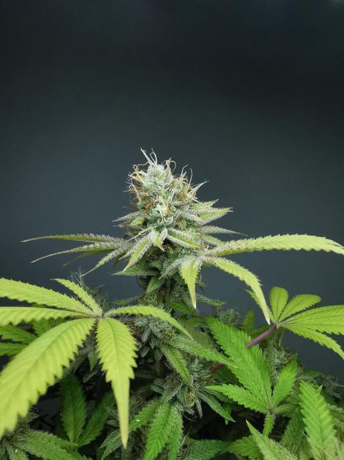 Frappe Late Z  2 / FC-E4800 / 90x60x140. Week 23
