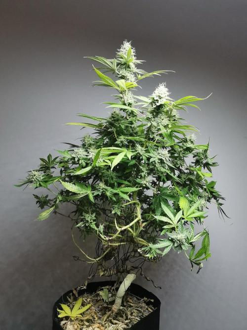 Frappe Late Z  4 / FC-E4800 / 90x60x140. Week 23