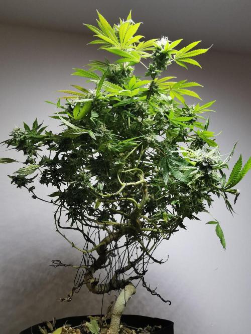 Frappe Late Z  4 / FC-E4800 / 90x60x140. Week 23