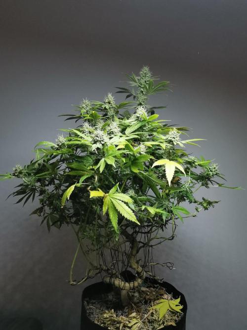 Frappe Late Z  4 / FC-E4800 / 90x60x140. Week 23